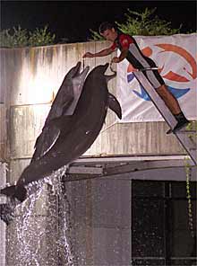 Delfinario del Zoo de Madrid.