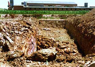 Agricultura acuerda el sacrificio inmediato de 3.000 cerdos tras el nuevo foco de Penelles