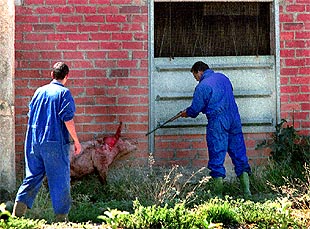 Sacrificio de cerdos en las granjas afectadas por el nuevo brote de peste porcina en la Noguera.