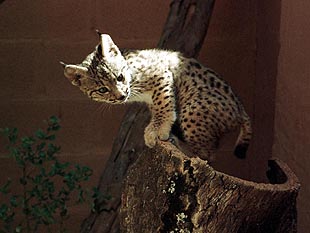 El lince 'Esperanza' vuelve a Doñana tras recuperarse en el zoo de Jerez