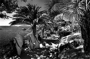 Altas araucarias, australianas grevilleas, frágiles gleditsias, arbustos de macadamias se derraman sobre las laderas de la montaña de San Juan, en Blanes.