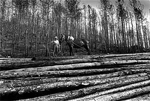 Un caballo arrastrando troncos en las operaciones de la tala de árboles realizada en el Solsonès, tras los incendios del pasado julio.