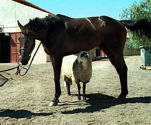 El caballo  Gapton Bob , junto al borrego  Raúl,  en el Hipódromo de Mijas.