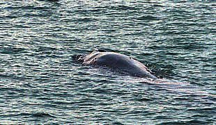 El ballenato que apareció ayer a Gandia.