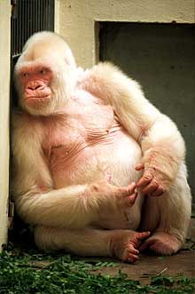  Copito de nieve , en el zoo de Barcelona.