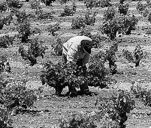 Campo de viñedos en Alcázar de San Juán (Ciudad Real).