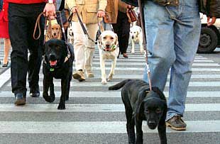 PERROS GUÍA EN LA CIUDAD DE LAS ZANJAS.