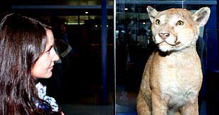 Puma expuesto en la muestra  Desnudos animales .
