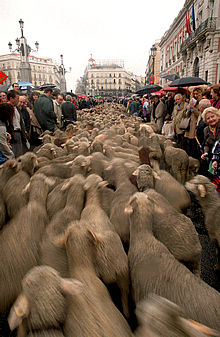 Toda una 'marea' ovina en la Puerta del Sol