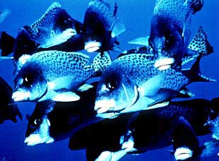 Canal Plus emitirá el documental más caro producido por la BBC