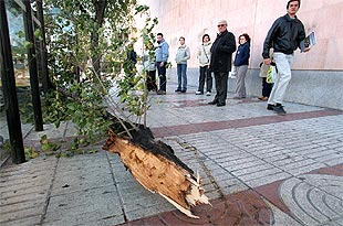 El viento derribó ayer un árbol en la calle de García Noblejas.