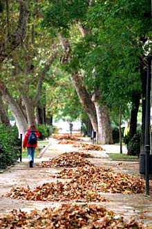 HOJAS DE OTOÑO EN EL PRADO