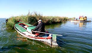 Las matas de L'Albufera, las típicas  islas flotantes .