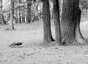 Vista del Parque de Cristina Enea, ayer.