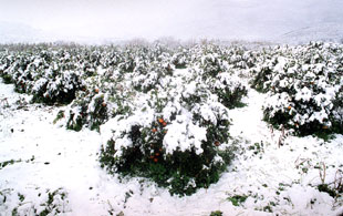 La ola de frío trae la nieve a la costa, cierra carreteras y baja la temperatura diez grados