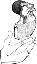 El 'oso de peluche' de AOL