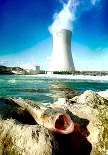 Mueren miles de peces entre Flix y Ascó