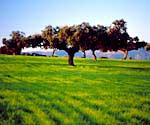 Los cultivos de rotación y la ganadería extensiva han humanizado el paisaje de dehesas. En la fotografía, encinas en el parque natural de Cornalvo, en Extremadura.