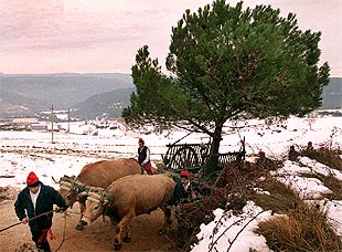 Centenares de trabucaires en la Festa del Pi