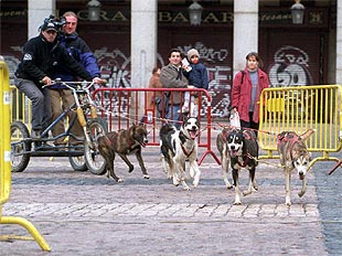 'CUADRIGAS' CANINAS EN LA PLAZA MAYOR.