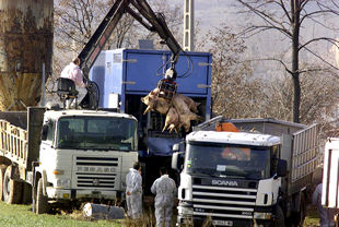 La CE abre fronteras al porcino de Lleida y Tarragona