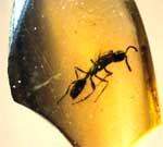 Himenóptero atrapado en ámbar hallado en Peñacerrada (Álava).