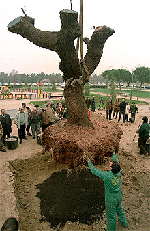Cuatro siglos de vida vegetal, a salvo en Cuatro Vientos