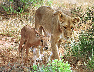 La leona del parque de Samburu, en Kenia, con su cría de órix adoptada.