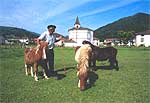 Un ganadero con sus caballos de montana en un prado de Oronoz, pequeño pueblo del valle de Baztán cercano a Elizondo.