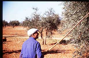 Bruselas reducirá casi un 50% las ayudas al aceite por superar cuotas