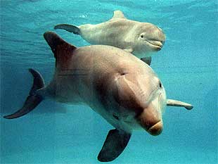 Bruce y Segal, presentados en sociedad