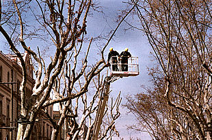 Una severa poda prepara el verano de los plátanos de La Rambla