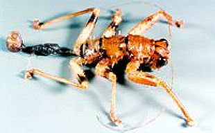 Descubierto el primer orden de insectos desde 1915