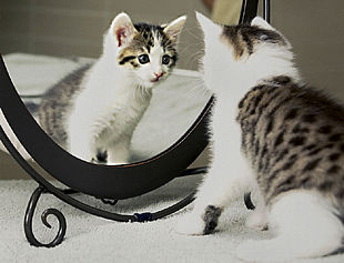 El primer gato clónico del mundo, llamado    CC,  en la Universidad de Tejas.
