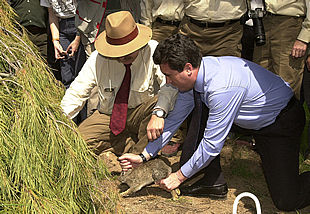 Jaume Matas (a la derecha) colabora en Andújar en la suelta de conejos, principal alimento de los linces.
