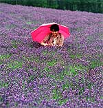 Un campo de lavanda en Japón, planta con cuyo aroma se elaboran muchos perfumes.
