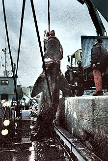 Un tiburón en el puerto de Barcelona