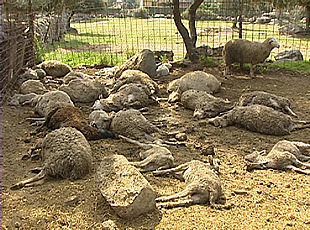 EL 'LOBO' VISITÓ EL REBAÑO.