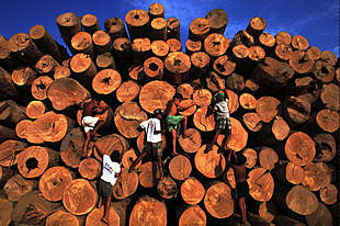 Niños brasileños juegan en una pila de troncos de madera en la Amazonia.