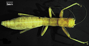 Ejemplar de   Mantophasma zephyra  , especie del nuevo orden de insectos de hasta 2,5 centímetros de longitud.