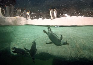 EL ÁRTICO EN VALDEBERNARDO