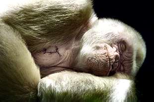  Copito de Nieve,  con la cicatriz de una intervención anterior, dormitando en su jaula mientras se recupera de la operación de cataratas.