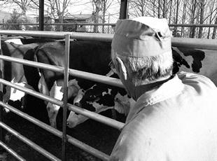 Animales destinados al sacrificio por la crisis de las    vacas locas  en febrero de 2001.