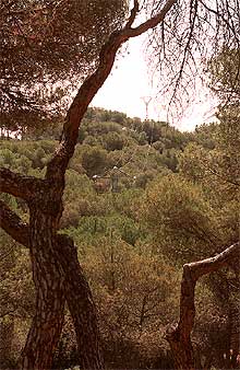 El tren veloz a Valladolid pasará por esta finca, debajo del tendido eléctrico.