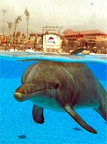 Uno de los cinco delfines originarios del Caribe del parque Selwo Marina.