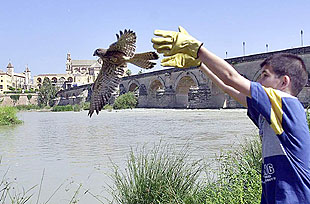 Suelta de aves en el centro de Córdoba