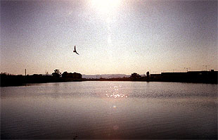 El delta del río Llobregat, ayer al atardecer.