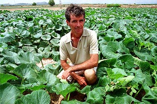 Jesús Sanchis, junto a sus campos de cultivo en Llíria.