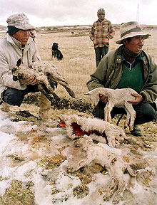 El frío mata a 18 personas en Perú