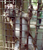 Camarles prepara un referéndum para paralizar la granja de cría de monos destinados a la investigación